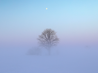 Frozen fog during extreme cold with tree in farmers field at daybreak