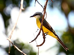 Description de l'image Tyrannus albogularis - White-throated Flycatcher; Iranduba, Amazonas, Brazil.jpg.