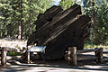United States - California - Sequoia National Park - 16.jpg