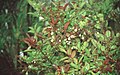 Vaccinium padifolium in October 1999..jpg