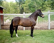 Vesuvio Bien Vee - Paso Fino Bellas Formas National Champion 3 Year Old Gelding in 2001; photo taken in May of 2006.JPG