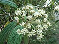 Viburnum rhytidophyllum en fleurs (mai 2014)