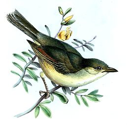 Osburns vireo