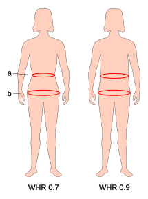 A comparison of a desirable waist-to-hip ratio (0.7) and an undesirable waist-to-hip ratio (0.9) Waist to hip ratio-en.svg