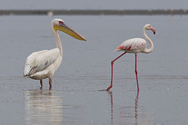 Dydžio palyginimas: Rožinis pelikanas (Pelecanus onocrotalus) ir didysis flamingas