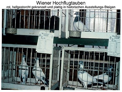 Wiener Hochflugtauben in historischen Ausstellungs-Steigen (Foto ca. 1989)