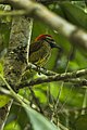 Yellow-vented woodpecker