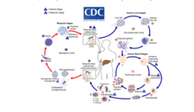 The malaria parasite life cycle involves two hosts. Zoonosis of Malaria.png