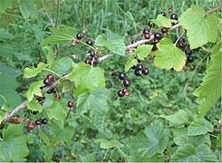 Cassis (Ribes nigrum)