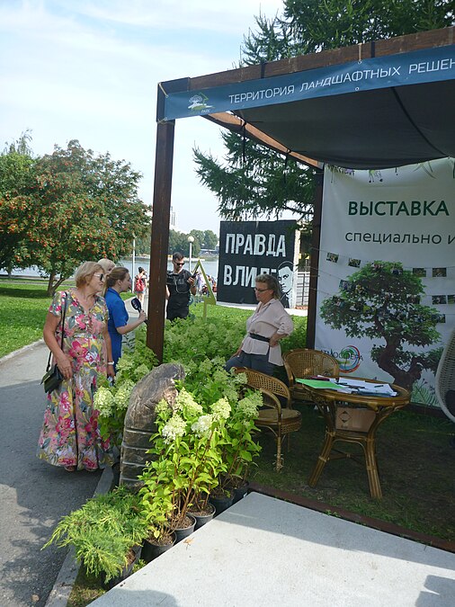 Выставка бонсай в сквере на Октябрьской площади