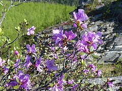 rododendron la poalele masivului Sihote-Alin (Rhododendron)