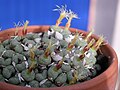 Conophytum calitzdorense