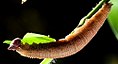 Larva (final instar)