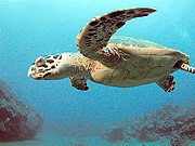 La tartaruga Hawksbill in mare