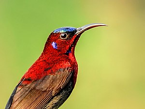 Close-up of ♂ Vigors's sunbird