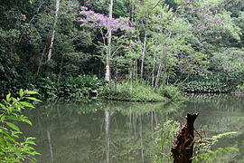 Solidão (Loneliness) weir