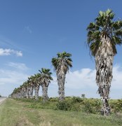 Palmen im Santa Ana National Wildlife Refuge