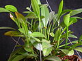 Acianthera oligantha 07. 
 JPG