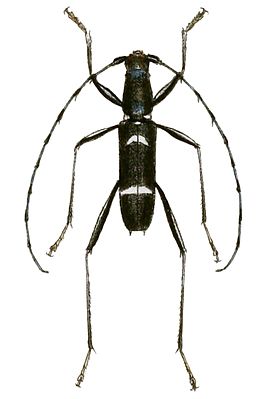 Acrocyrta clytoides