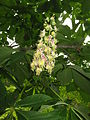 Japoninio kaštono (Aesculus turbinata) žiedynas ir lapai