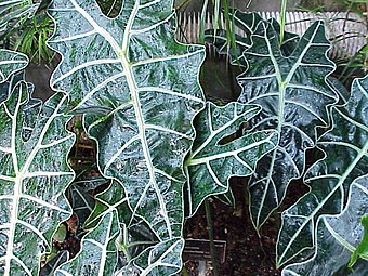 Alocasia_sanderiana.