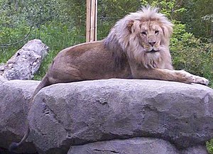Angola-Löwe (Panthera leo bleyenberghi) Matadi im Leipziger Zoo