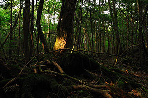 Aokigahara forest Suicide forest Japan