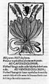 Illustration de plantain, Pseudo-Apulieus le recommande pour soigner les piqûres de scorpion et les morsures de serpent.