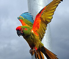 Ara rubrogenys -Doué la Fontaine zoo-flying-8a