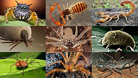 1-й ряд: паук Phidippus mystaceus, ложноскорпион, скорпион Hottentotta tamulus;
2-й ряд: собачий клещ (Ixodida), фрин Heterophrynus, тромбидиформный клещ Aceria anthocoptes;
3-й ряд: сенокосец, сольпуга Galeodes caspius, телифон