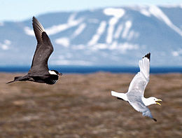 Ékfarkú halfarkas (Stercorarius parasiticus)