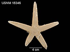 Astropecten comptus (profonde)