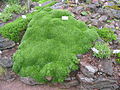 Azorella trifurcata