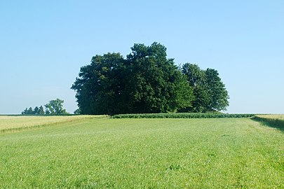 Les tumulus de Noirmont en été, vus depuis la rue des Tombes Romaines, au nord.