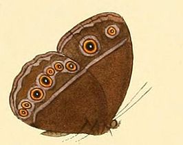 Mycalesis rhacotis