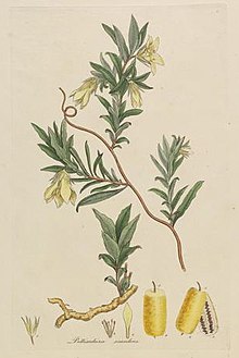 Colour drawing of a plant with long, slightly overlapping leaves and drooping yellow flowers.