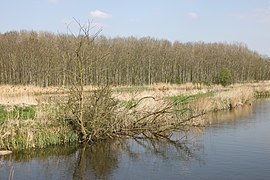 Mallebos en Boezem