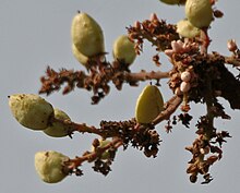 Boswellia serrata (Salai) in Kinnarsani WS, AP W2 IMG 5840.jpg