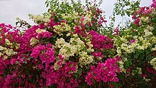 Bougainvillea in Behbahan