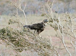 Socotrabuizerd