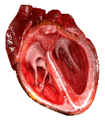 CG heart 2.gif