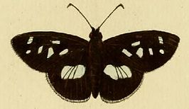 Carystus phorcus