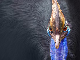 http://upload.wikimedia.org/wikipedia/commons/thumb/b/bf/Cassowary_head_frontal.jpg/275px-Cassowary_head_frontal.jpg