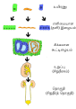 12:14, 15 திசம்பர் 2013 இலிருந்த பதிப்புக்கான சிறு தோற்றம்