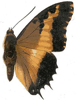 Charaxes pollux