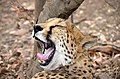 Cat: De Wildt Cheetah and Wildlife Centre