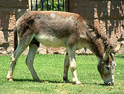 180px-Chile_Donkey.jpg