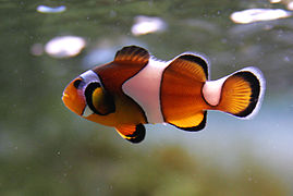 A. percula en el acuario del centro Nacional CSIRO, Camberra, Australia