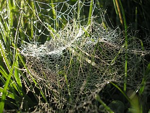 Cobweb on my Lawn