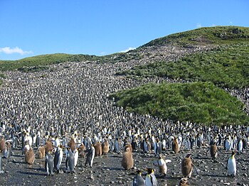 Great colony of about 60,000 pairs of hatching...